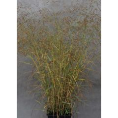 Proso rózgowate 'Prairie Sky'